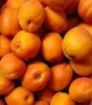/album/fotogaleria/apricot-jpg/